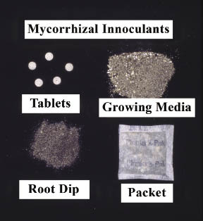 Figure 10.34b - Commercial sources of ectomycorrhizal inoculum are available in several forms: pure cultures grown on peat moss or vermiculite (A) are perishable but spore-based products can be applied as root dips. Tablets and packets are put in the hole during planting.