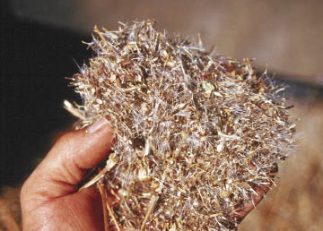 Figure 10.51 - Field collected seeds include stems, chaff, flower parts, and seed attachments. Species such as cutleaf silverpuffs (Microseris laciniata) have a low "clean-to-rough" seed ratio and must be sent to a seed extractory for cleaning prior to sending to seed producers.