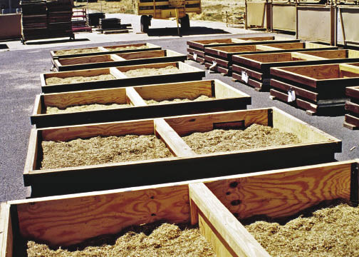 Figure 10.68 - Seed is harvested and dried prior to cleaning and storage. This photograph shows a recently harvested seedlot in drying trays prior to being set on a forced air drier. Seed ID tags are attached to the side of each seed drying bin.