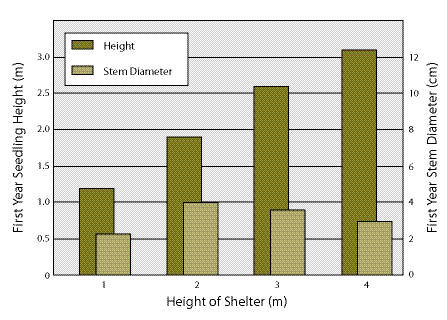 Figure 10.134 - A study conducted with Australian redcedar (Toona australis) on a warm, moist site in North Queensland showed that, as taller tree shelters are used, first year shoot growth increases. Stem diameters, however, do not change (Applegate and Bragg 1989).