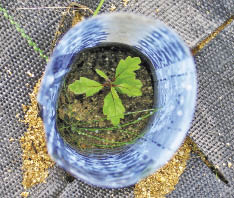 Figure 10.135 - Small tree shelters can be placed around germinating seeds to enhance germination and early seedling establishment, as shown in this picture of an establishing California black oak (Quercus kelloggii) seedling in a tree shelter made out of x-ray film.