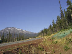 Figure 1.1 - Beginning revegetation with native species on scenic highway to Mt. Bachelor, OR.