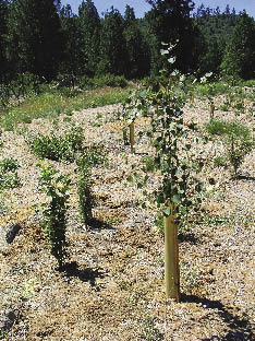 Figure 1.3 - Most road projects today do not involve building new roads, but rather modifying or obliterating existing roads. This photo shows recently planted trees on an obliterated section of highway in Oregon.