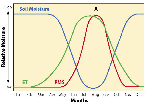 Figure 5.22 - Conceptual relationship between evapotranspiration (ET), soil moisture, and plant moisture stress (PMS). PMS lags behind ET in late spring because soil moisture is still moderate to high from the winter rains. By mid summer (A), plant moisture stress has increased to its greatest level in the year because soil moisture is at its lowest. Newly planted seedlings undergo extreme stress during this period. Unless their root systems have grown deeper into the soil, accessing a greater soil moisture, or ET rates are reduced by cooler weather, seedlings will die. In late summer and early fall, cooler weather returns and rains wet the soil, driving ET and PMS rates down again.