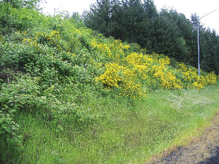 Figure 5.62 - Invasive plants such as Himalayan blackberry [Rubus discolor (Weihe & Nees)] (left) and Scotch broom [Cytisus scoparius (L.) Link] (right) are aggressive colonizers of disturbed sites such as roadsides (Photo by Sally Long, Dorena Genetic Resource Center.)