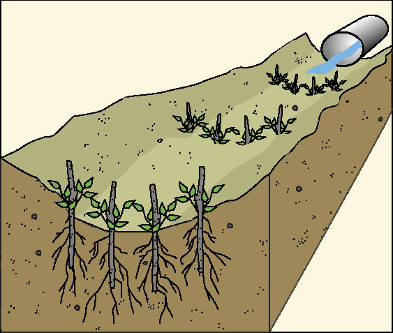Figure 5.8 - In gullies, draws, intermittent streams, or below culvert outlets, live willow stakes (See Section 10.3.3.2, Live Stakes) are placed in rows, creating what is referred to as a live silt fence, to slow water velocities and catch sediment and debris (Polster 1997). The stakes root and establish into plants over time.