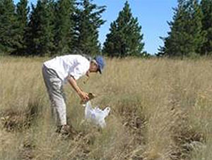 photo - Collecting Plant Materials