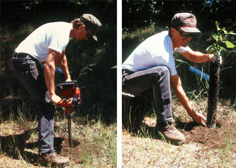 photo - planting