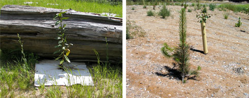 photo - planting