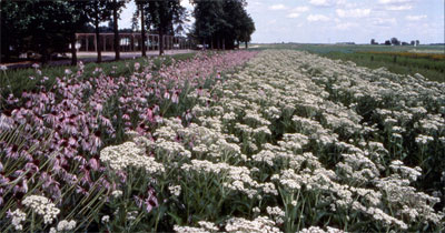 photo - seed field