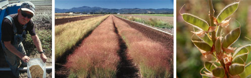 photo - sowing seeds, growing plants