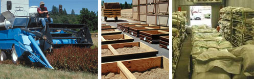 photo - Harvesting, cleaning, and storing seed