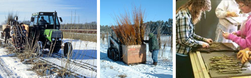 photo - Harvesting, cleaning, and storing seed