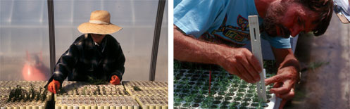 photo - sowing seeds, growing plants