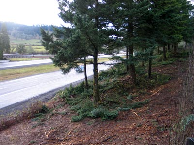 Photo - site deficient of topsoil