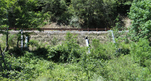 Photo - Successful Revegetation