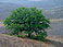 Engelman Oak