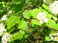 Mallow-leaf Ninebark